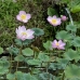 flower_pad_lily_kom_ubud_v_0106_bal4473.jpg